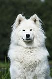 SAMOYEDE 015